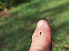 Carpophilus hemipterus