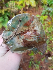 Lactarius chelidonium