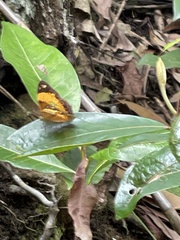 Cupha prosope