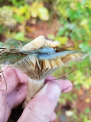Lactarius chelidonium