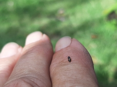 Carpophilus hemipterus