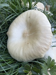 Melanoleuca verrucipes