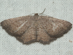 Laophila icasta