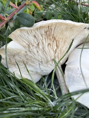 Melanoleuca verrucipes