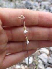 Boechera retrofracta