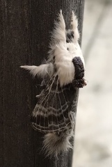 Tolype velleda