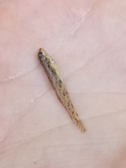 Etheostoma nigrum