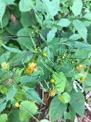 Bidens frondosa