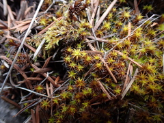 Syntrichia