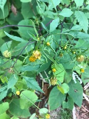 Bidens frondosa