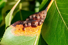 Gymnosporangium sabinae