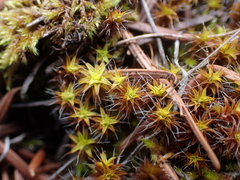 Syntrichia