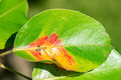 Gymnosporangium sabinae