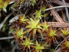 Syntrichia