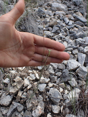 Boechera retrofracta