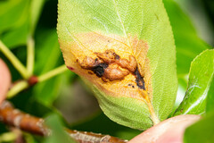 Gymnosporangium sabinae