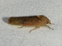 Ponana quadralaba