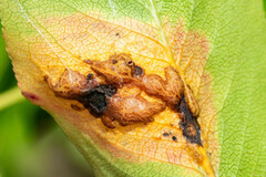 Gymnosporangium sabinae