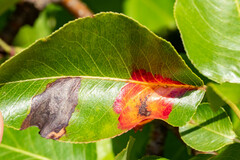 Gymnosporangium sabinae