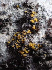 Candelariella