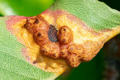 Gymnosporangium sabinae