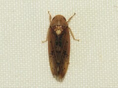 Ponana quadralaba