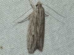 Leistarcha