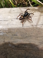 Corinnidae