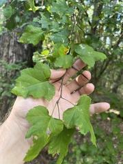 Crataegus pruinosa