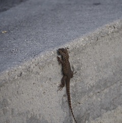 Leiocephalus carinatus