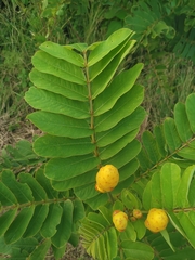 Senna