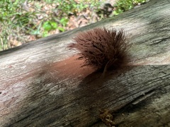 Stemonitis splendens