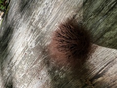 Stemonitis splendens