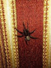 Zelotes