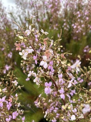 Stylidium laricifolium