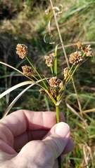 Cyperus