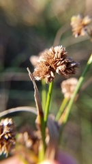 Cyperus