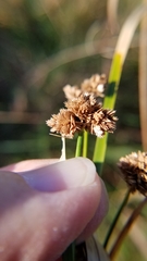 Cyperus
