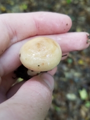 Lactarius chrysorrheus