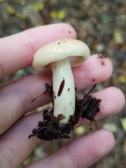 Lactarius chrysorrheus