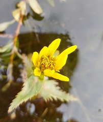 Bidens cernua