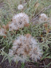 Brickellia eupatorioides