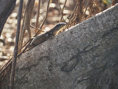 Leiocephalus carinatus