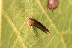 Caryomyia subulata