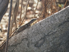 Leiocephalus carinatus