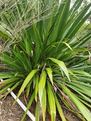 Doryanthes palmeri