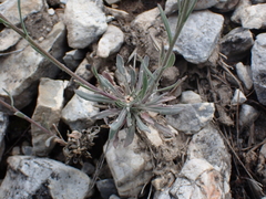 Boechera retrofracta