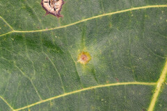 Caryomyia subulata