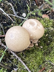 Apioperdon