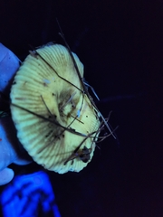 Russula amerorecondita